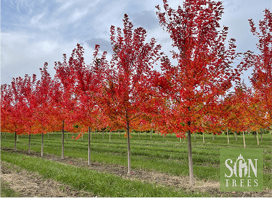 Acer, plantación que forma parte de las zonas verdes en Los Cerros, Madrid