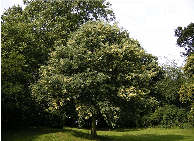 Celtis australis, plantación que forma parte de las zonas verdes en Los Cerros, Madrid