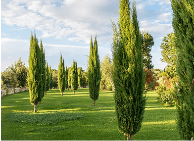 Cupresus, plantación que forma parte de las zonas verdes en Los Cerros, Madrid