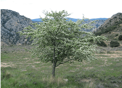 Majuelos, plantación que forma parte de las zonas verdes en Los Cerros, Madrid