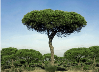 Pino, plantación que forma parte de las zonas verdes en Los Cerros, Madrid