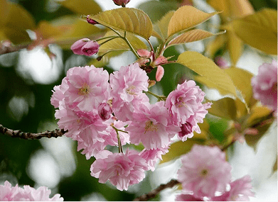 Prunus, plantación que forma parte de las zonas verdes en Los Cerros, Madrid